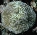 10 Interesting Cnidarian Facts