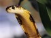 10 Interesting Cobra Facts