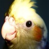 10 Interesting Cockatiel Facts