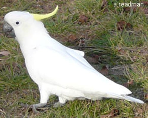 Cockatoo facts