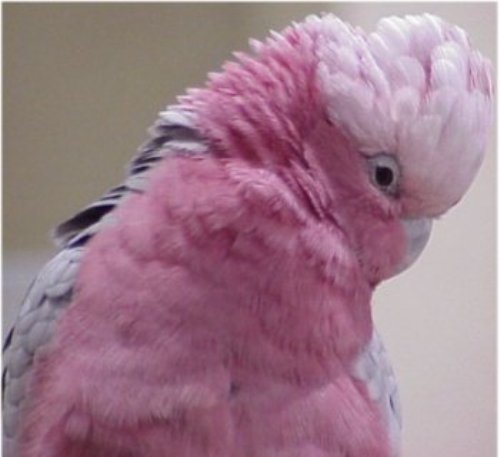 Pink Cockatoo 11