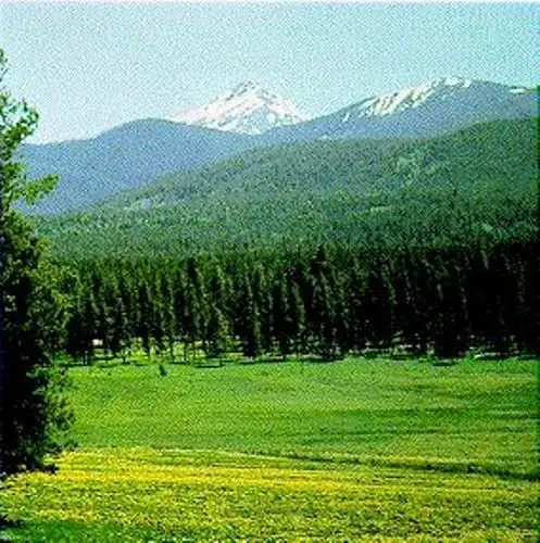 Coniferous Forest