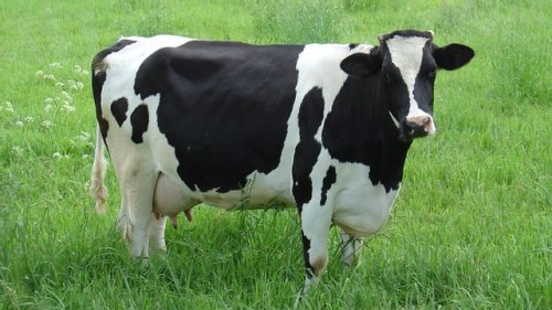 10 Interesting Cow Facts | My Interesting Facts