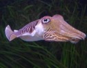10 Interesting Cuttlefish Facts