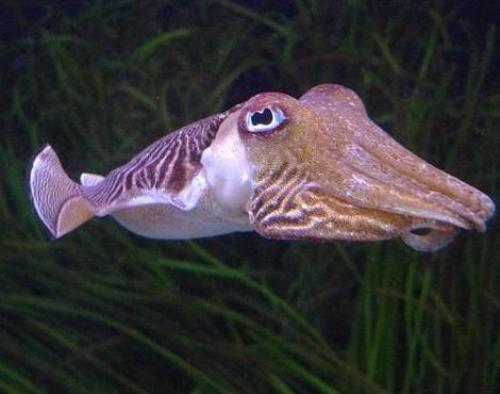Cuttlefish facts