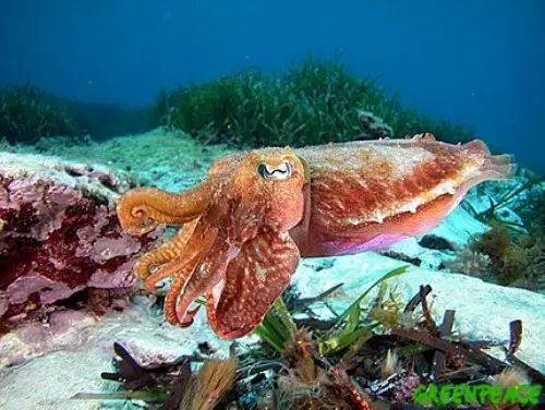 Cuttlefish swims
