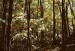 10 Interesting Deciduous Forest Facts