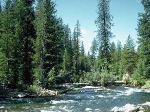 Deciduous Forest River