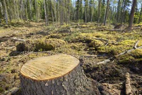 Deforestation causes