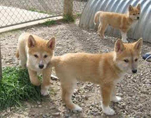 Dingo Cute
