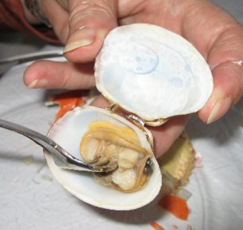 Forking Clam