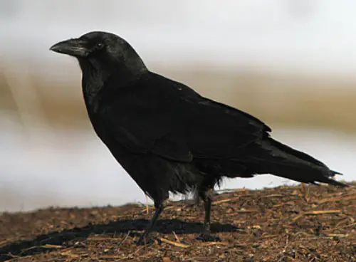 american Crow