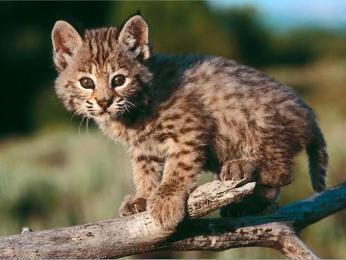 baby bobcat