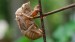 10 Interesting Cicadas Facts