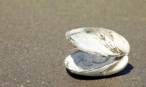clam pic