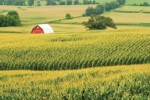 10 Interesting Corn Facts