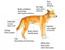10 Interesting Dingo Facts