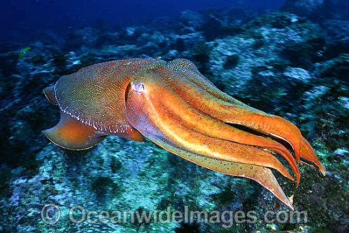 Giant Cuttlefish  
