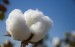 10 Interesting Cotton Facts