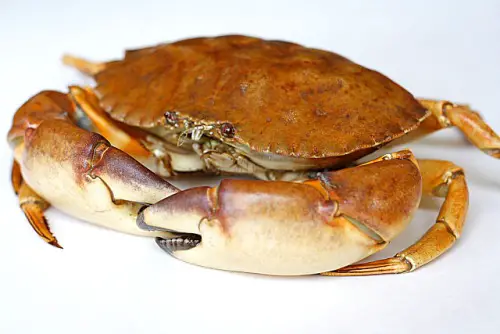 Crab Stone