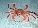 10 Interesting Crab Facts