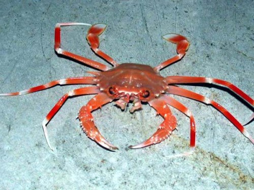 Crab facts