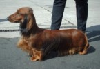 10 Interesting Dachshund Facts