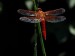 10 Interesting Dragonflies Facts