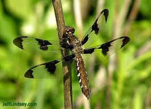 Dragonflies Fly