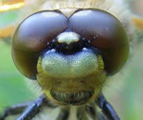 Dragonflies head