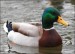 10 Interesting Duck Facts