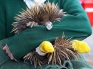 10 Interesting Echidna Facts