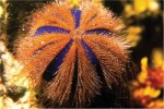 10 Interesting Echinoderm Facts