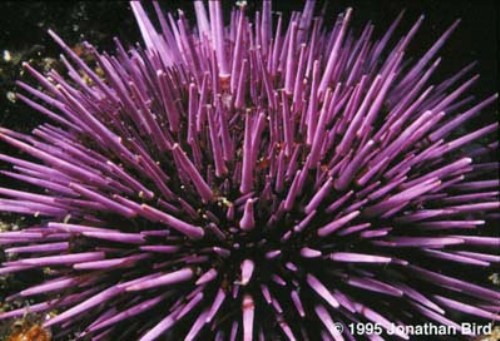 Echinoderm purple urchin