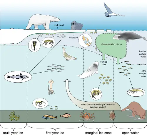 Ecosystem Map