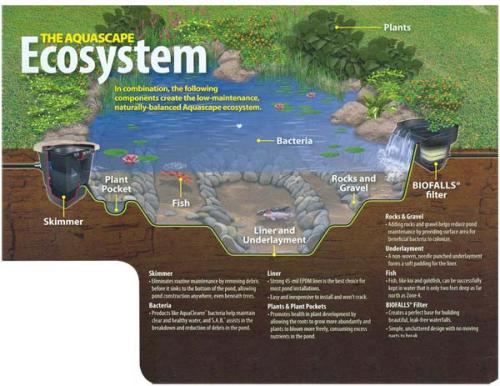 Ecosystem Pic