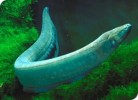 10 Interesting Electric Eel Facts