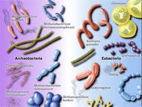 Eubacteria Shapes
