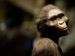 10 Interesting Evolution Facts