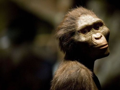 Evolution Apes