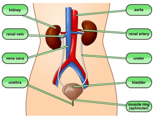 Excretory System facts