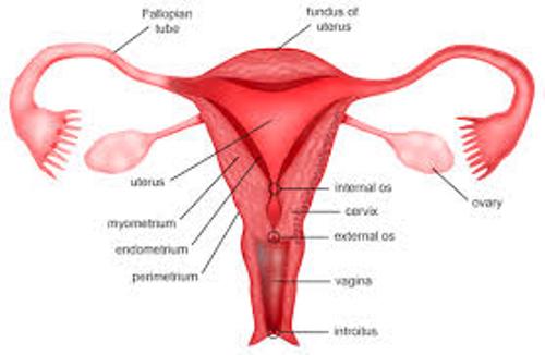 Female Reproductive System fact