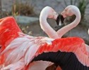 10 Interesting Flamingo Facts