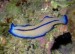 10 Interesting Flatworm Facts