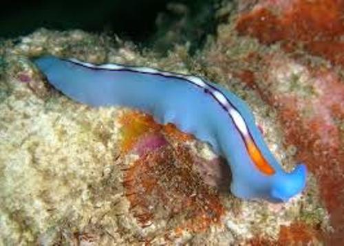 Flatworm in Blue