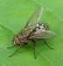 10 Interesting Fly Facts