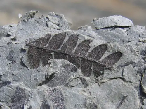 Fossil Look