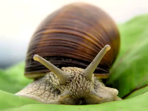French Language Snail