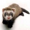 10 Interesting Ferret Facts