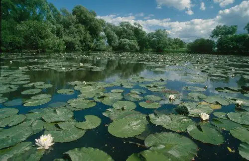 Freshwater Lotus
